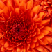 Chrysanten